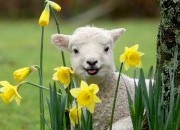 Horóscopo da Primavera - previsões signo a signo