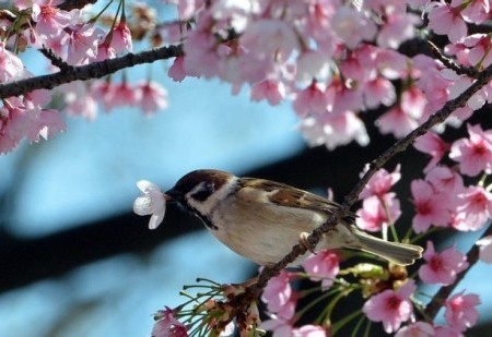 Saiba o que esta Primavera tem reservado para o seu signo!