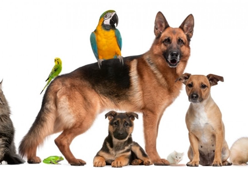 Caracter&iacute;sticas do animal de estima&ccedil;&atilde;o de cada signo