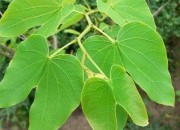 Plantas e frutas que curam