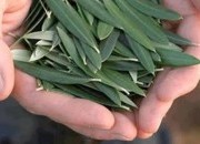 O poder do chá de folhas de oliveira