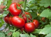 Plantas e frutas que curam