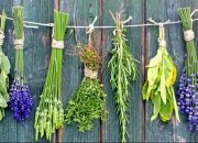 As propriedades das plantas: Guia rápido