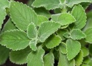 Plantas e frutas que curam