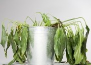 Porque é que as plantas murcham de repente quando há visitas em casa?