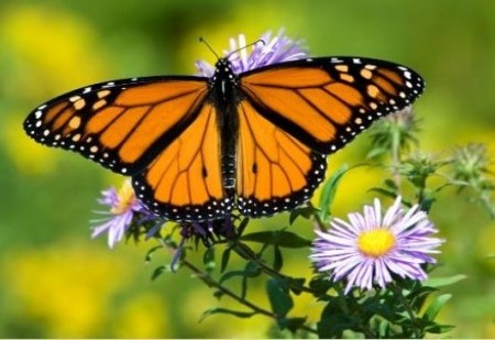 O simbolismo da borboleta