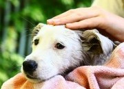 Benzedura para proteger animais de estimação contra o mau-olhado