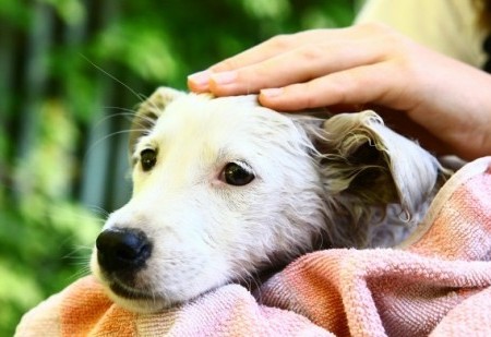 Benzedura para proteger animais de estimação contra o mau-olhado