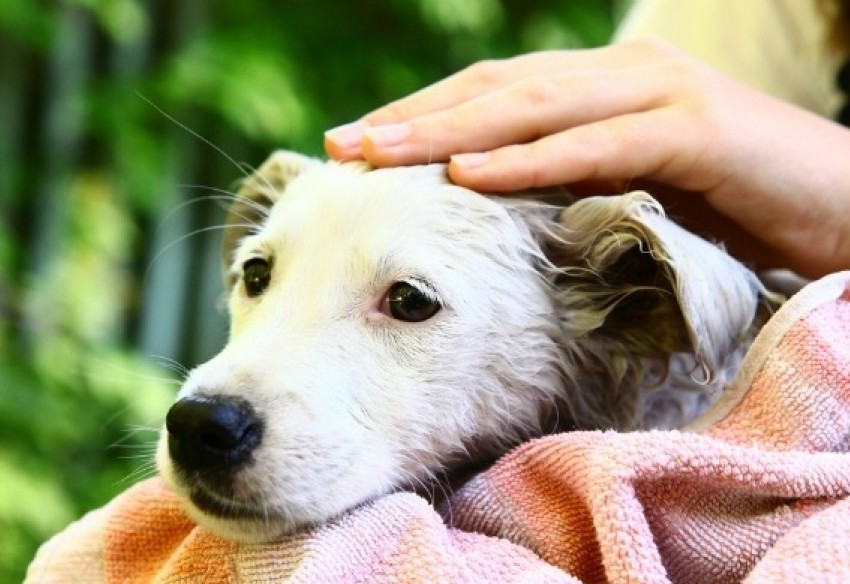 Benzedura para proteger animais de estima&ccedil;&atilde;o contra o mau-olhado