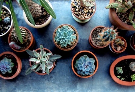 Plantas que protegem contra as m&aacute;s energias