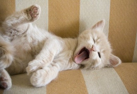 Os Gatos têm poderes mágicos