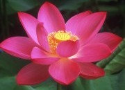 O significado da flor de lótus