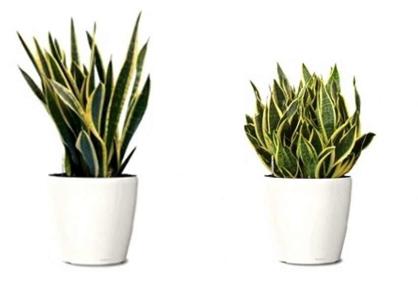 Conhe&ccedil;a o poder de prote&ccedil;&atilde;o da espada de S&atilde;o Jorge