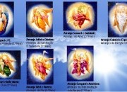 Quem são os Arcanjos dos 7 Raios?