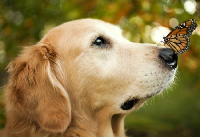Xamanismo: qual &eacute; o seu animal guia?