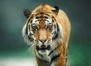Conheça o simbolismo do Tigre como animal de poder!