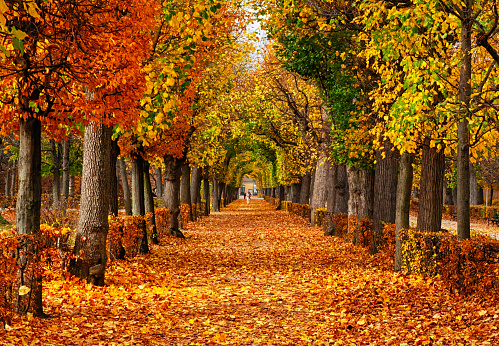 fall-trees.jpg