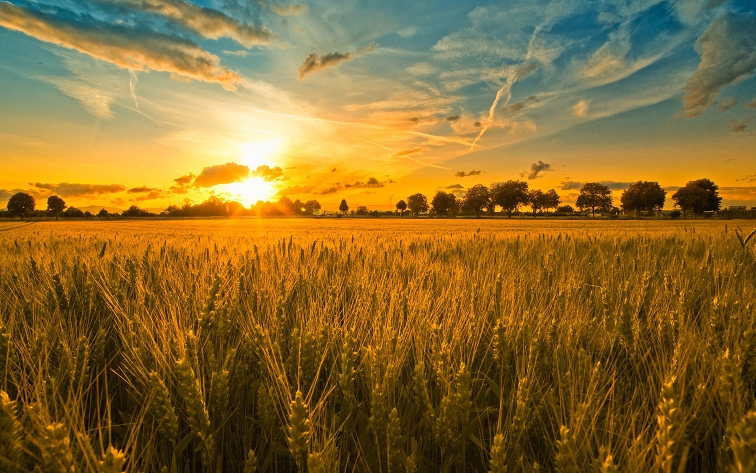 field-spikes-trees-sunset-sky-clouds-nature-1600x2560.jpg