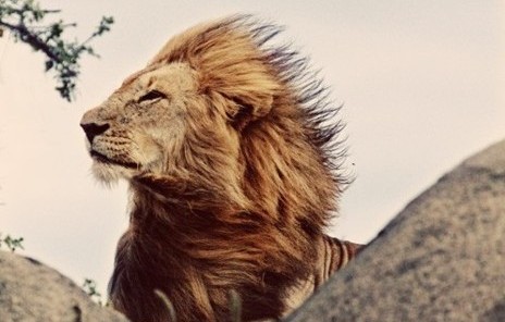 lion-in-the-wind-e1422922991293.jpg