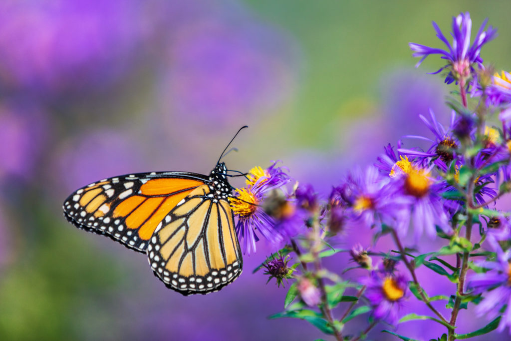 monarch-butterfly-1024x683.jpeg