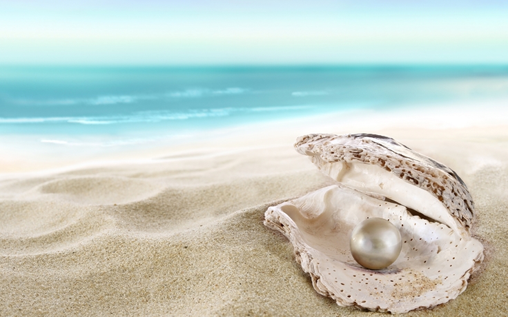 shells-sea-pearl-beach-506922-3840x2400.jpg