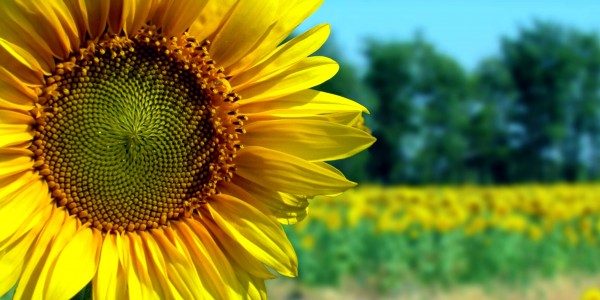 sunflower-close-up-flipped-600x300.jpg